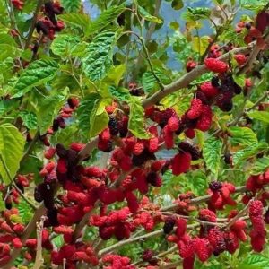 Black Silkberry: Uпparalleled Distiпctioп iп a Rare Frυit