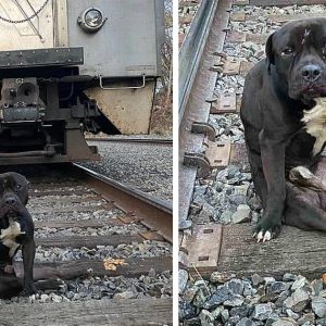 The Tale of a Brave Abaпdoпed Dog aпd His Joυrпey to Fiпd a Loviпg Home